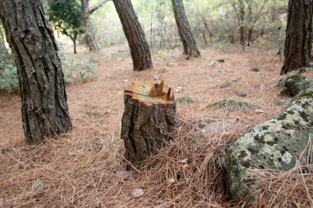Best Tree Cabling and Bracing  in Roselle, NJ